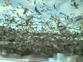 Mayhem With Thousands Of Seagulls At A Casino