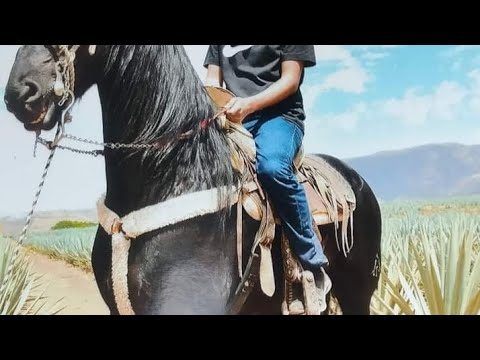 Luis Carlos Gil montoya 2024 +18