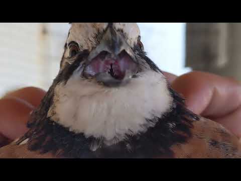 Jumbo Bobwhite Quail Call Sounds