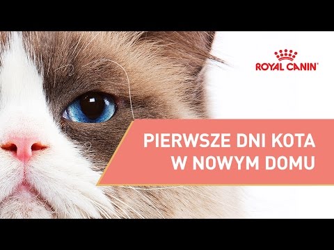 Pierwsze dni kota w nowym domu || ROYAL CANIN || Porady dla wlaściciela kota
