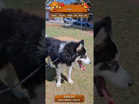 Vídeo de zeus