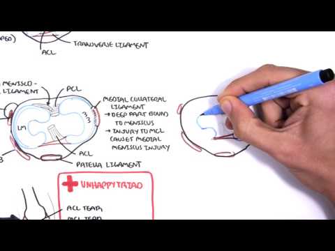 The Ankle Joint Clinical Anatomy