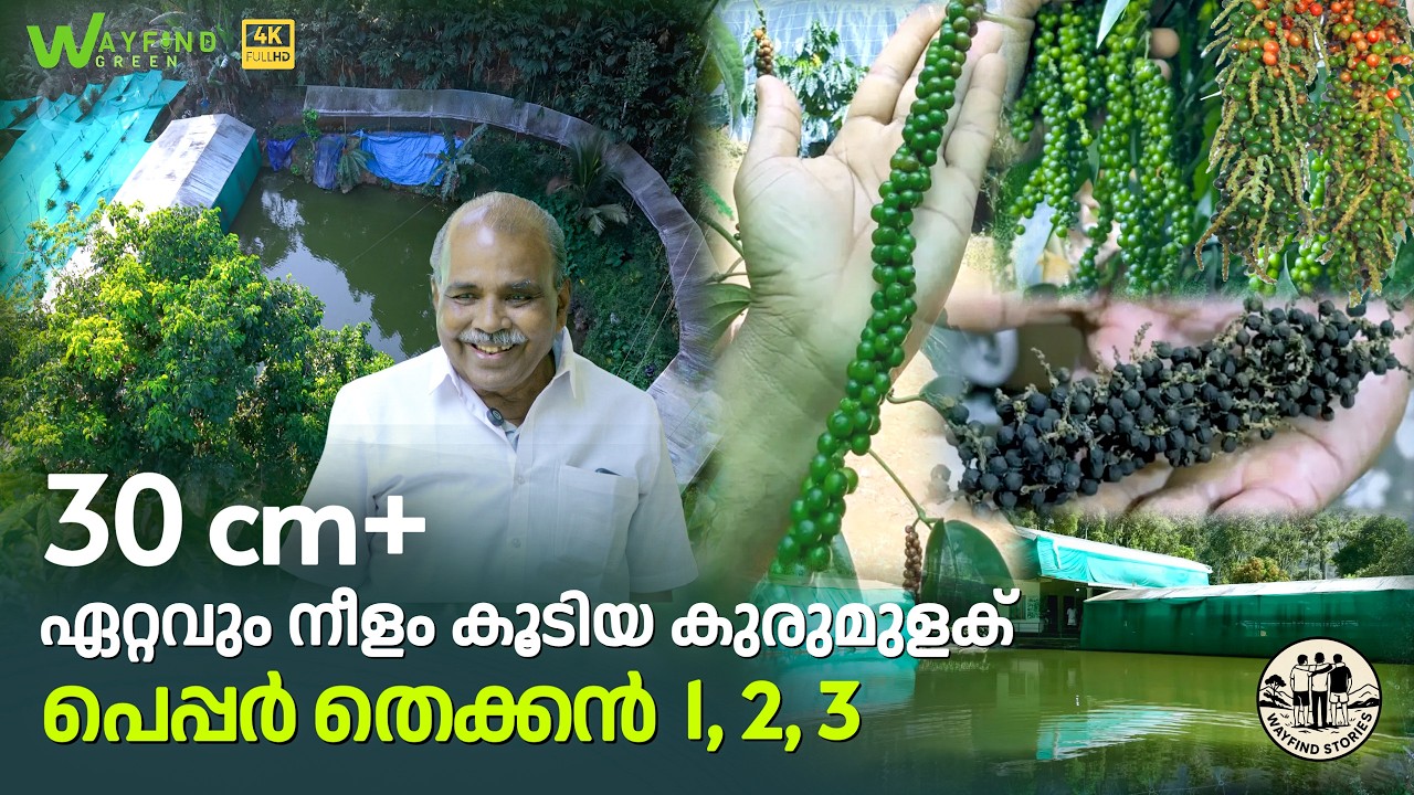 ഏറ്റവും നീളം കൂടിയ കുരുമുളക്, 30 cm-ൽ അധികം നീളം, പെപ്പർ തെക്കൻ 1,2,3 