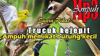 Download lagu Suara pikat burung merbah atau trucuk dan Semua burung kecil,Suara trucuk kejepit untuk pikat AMPUH mp3 Download lagu Suara pikat burung merbah atau trucuk dan Semua burung kecil,Suara trucuk kejepit untuk pikat AMPUH mp3