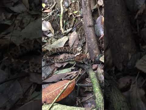 Terciopelo caza y se come pájaro hormiguero con Dionisio,  Surcos tours. Península de Osa, Corcovado