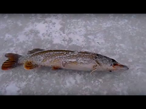 Рыбалка по первому льду 15.11.2015