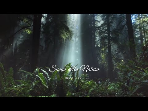 Suoni del bosco della foresta della natura - ruscelli - per Dormire - RELAX 🌸🌳🌲ASMR  | Ep. 1