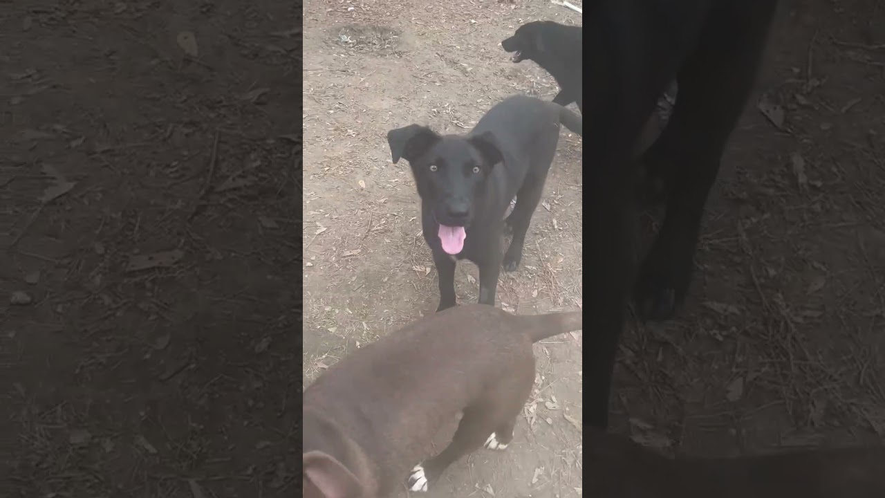 Enlarge Howie, a ADOPTABLE mixed breed in Warrington, PA video 6/6