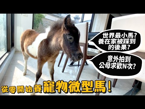 , title : '【從零開始養】微型馬!寵物!世上最小的馬!養在家的突發體驗?意外拍到公母求歡N次!【許伯簡芝】'