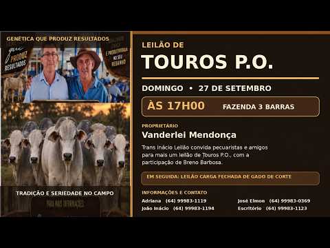 Leilão de Gado em MORRINHOS-GO, 27/09/2026  TransInácio Leilão - 17:45 Hs - Presencial e virtual.