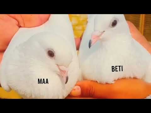 Alaf Noki Shah Akhi Madian kabutar Video 🕊️🔥#birdsclub #shortsviral