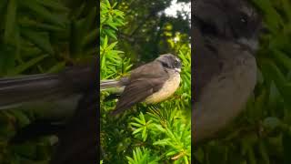 Download lagu Panggilan Burung Fantail ❤️ mp3