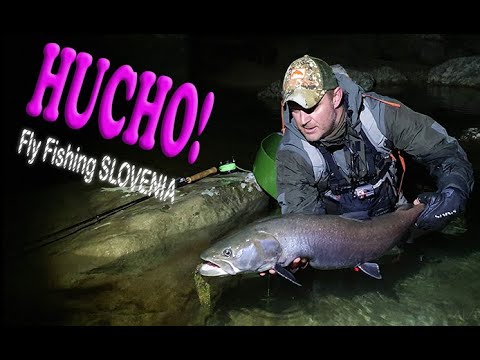 Euro Taimen Hucho-Hucho - Slovenia EU