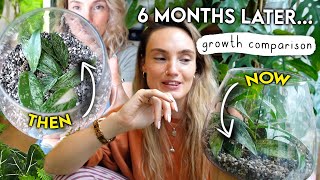 Houseplant Tour Side-By-Side Growth Comparison 🌱