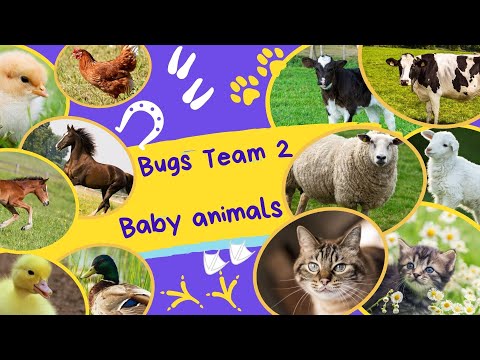 "Baby animals"  song  Bugs Team 2