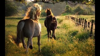 In the Country Music Video