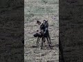 When Wild Dogs Behave Like Wild Dogs 100shorts2024 Youtubechamps