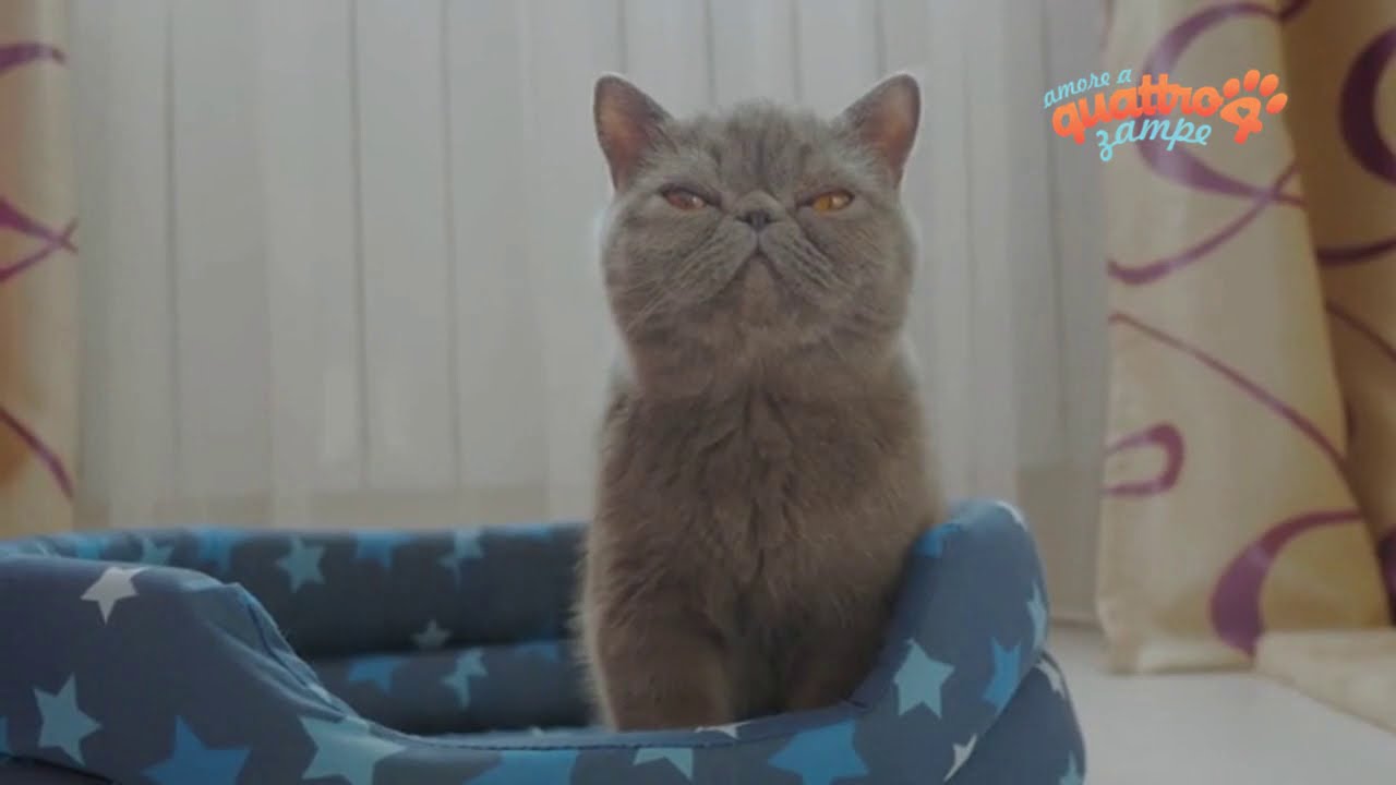 Il gatto fa pipì sul letto