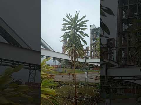 Planta de Cemento Cerro Azul #venezuela #cemento #monagas #facts #factory