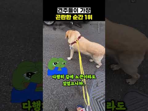 견주들이 가장 곤란한 순간 1위