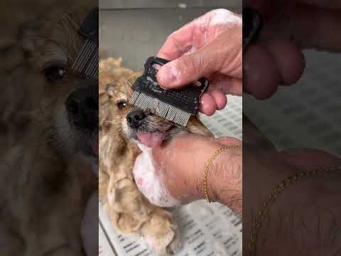 Removing built-up eye gunk from a Pomeranian 👀✨#shorts