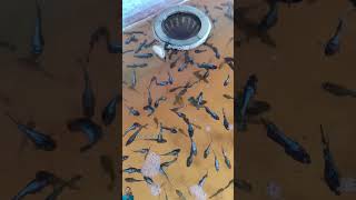 Download lagu 🤣Bisnis ikan cupang 😎 mp3 Download lagu 🤣Bisnis ikan cupang 😎 mp3