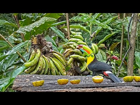 Stunning Keel-billed Toucans Drop In On The Panama Fruit Feeder For Some Bananas! – Jan. 24, 2021