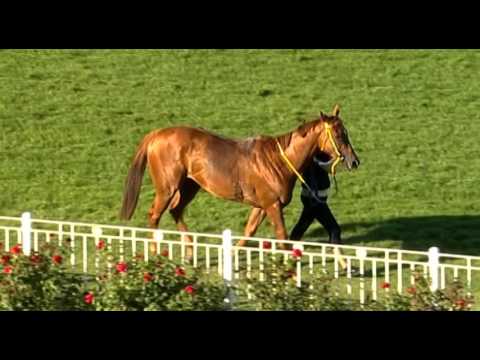Ascot, 23/01/2016 - Race 8 - VOLKOFF - Gary Crispin & Jason Whiting