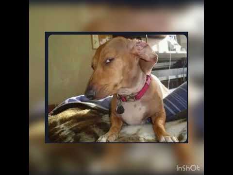 K9ine daloner - Killa vibe