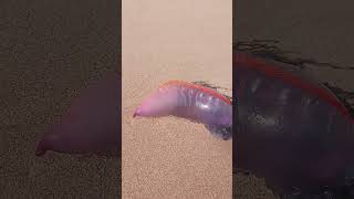 GAMBIA: This Beautiful but DEADLY "Floating Terror" is on your beach!