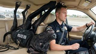 When Police Dogs Forget Their Job 🐕👮♀️