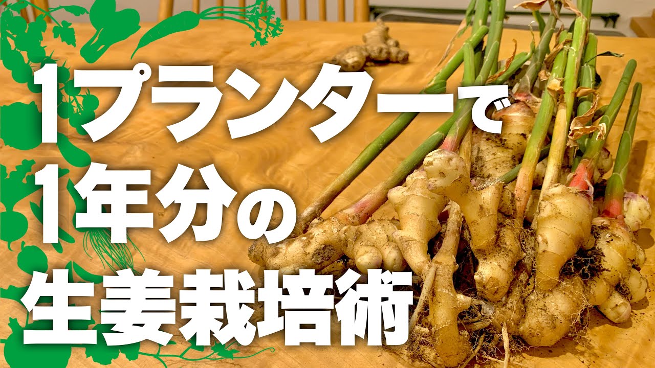 【鬼リピ確定】これ観たら買う気なくなる生姜栽培方法|生姜の育て方