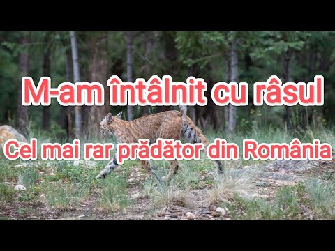 I met a lynx in the forest - Fauna/Flora/Mushrooms