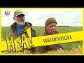 HEA! De Weidevogel op Ameland