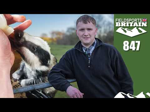 Fieldsports Britain – Badger grab
