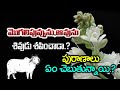 The Curse Story Of Cow Mogali Flower Fight Incident Of Lord Vishnu Lord Shiva News Mantra