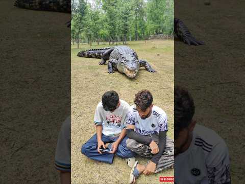 Something Crazy Just:Happened unexpected twist #crazymovements #animals #outdoors #survive #shorts