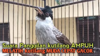 Download lagu Suara Burung Kutilang Gacor ASLI Tanpa isian, Ampuh untuk Pikat Kutilang bikin kutilang Ribut gacor mp3