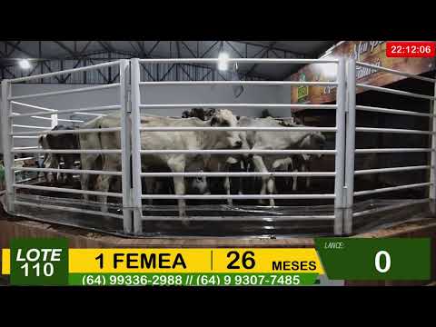 BRASIL LEILÕES - SÃO LUIS DE MONTES BELOS - GO - 29/10/2025