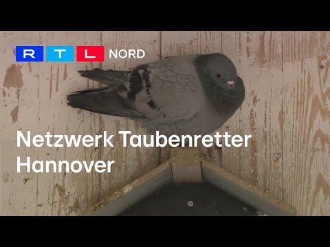 Sind Tauben wirklich die Ratten der Lüfte?