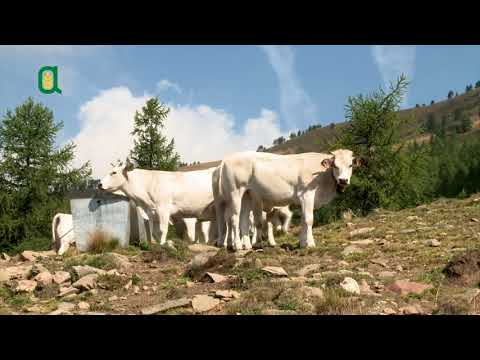 Tutti in campo - La salvaguardia degli alpeggi