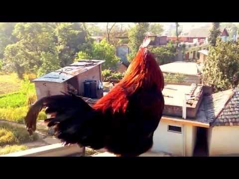 NATURAL ALARM CLOCK AT 4:00 A.M.--- YES IT IS HEN.