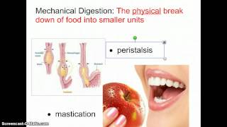 Digestion Intro Mecahnical and Chemical Digestion