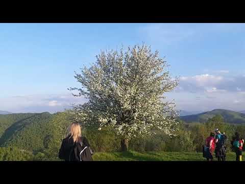 Holbav, Primăvăratic.