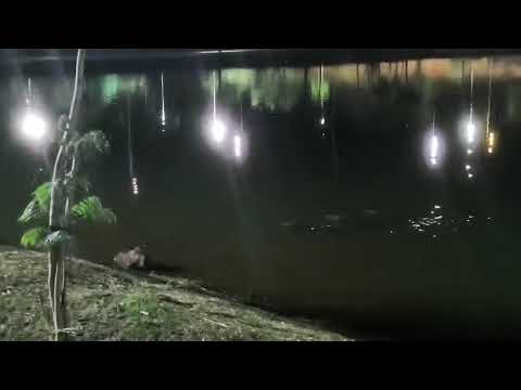  Capivara com 3 filhotes no parque jayara Anápolis Goiás as 21:00hs veja esta linda apresentação.