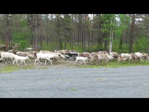 Rendieren (Reindeer) in Töfsingdalens National Park
