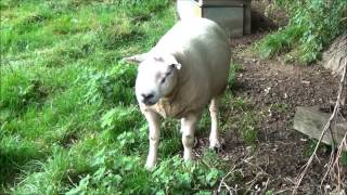 preview picture of video 'Sheep with large testicles'