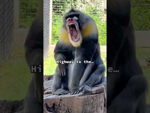 Meet Demitri! He is one of only 7 male mandrills is the U.S.A.  #mandrill #monkey #monkeys #funny