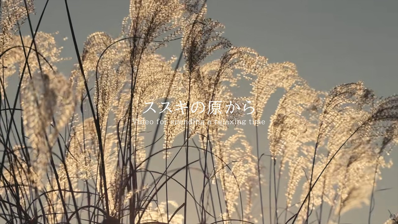 ススキの原より 環境音 #ambientsounds #asmr #睡眠