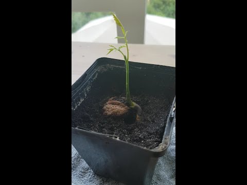, title : 'Hoe groei je een walnoot boom uit een walnoot?'
